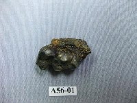 藏品(豬齒)的圖片